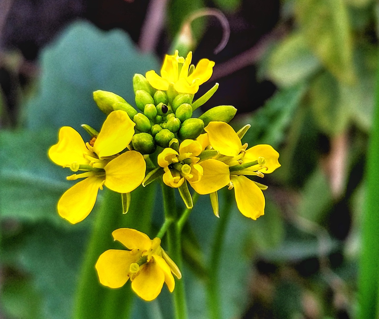 Makar Sankranti-Lohri-Maghi-Pongal-Bihu-Tirmoori-With LakshmiRecipes