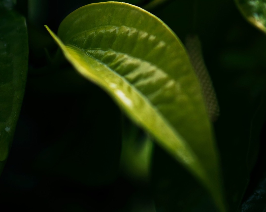 paan - betel leaf - meetha paan - lakshmi recipes